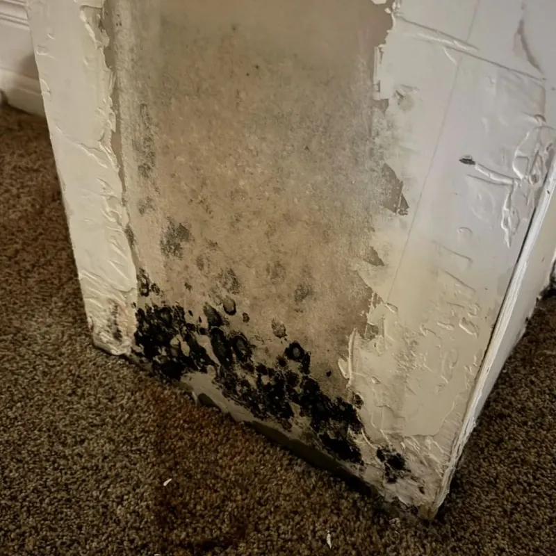 Professional Mold Removal in La Puente, CA